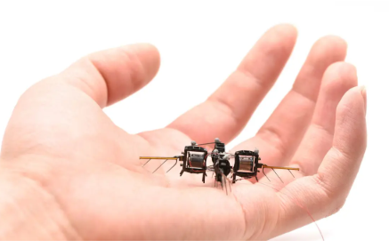 Why Tiny Bee Brains Could Teach Us Smarter AI